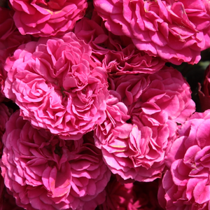 Róże ogrodowe - róże pnące ramblery - czerwony  - Rosa  Chevy Chase - róża z dyskretnym zapachem - Niels J. Hansen - Ta kamperowa róża pnąca posiada małe, całkowicie zapełnione kwiaty, które jednokrotnie dają znać swym aromatem pod koniec wiosny lub na początku lata.